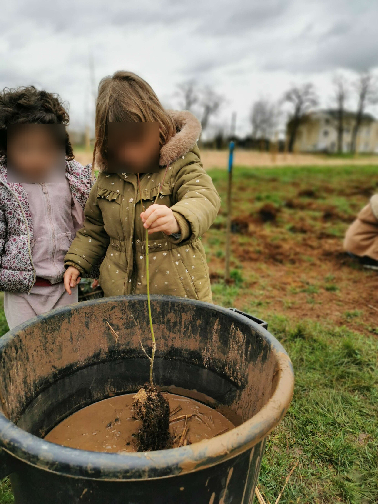 Un enfant trempe les racines d'un plant dans du pralin.